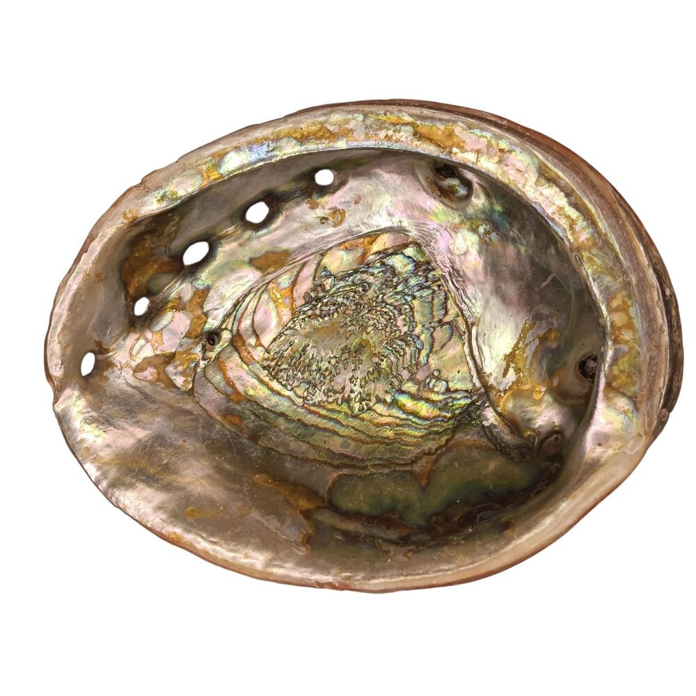 Vintage Large Abalone Shell Seashell Shiny Green Blue Yellow Pink Silver 8"x6"